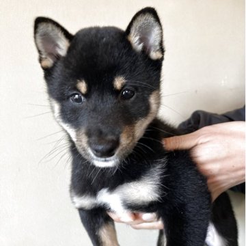 柴犬(豆柴)【三重県・男の子・2025年9月14日・黒色】の写真「元気で可愛らしい男の子です。」