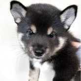 柴犬(豆柴)