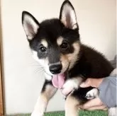 豆柴