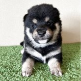 柴犬(豆柴)