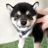 柴犬(豆柴)