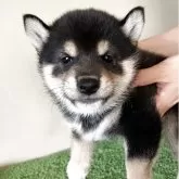 豆柴