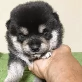 豆柴