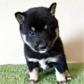 柴犬(豆柴)