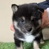 豆柴【三重県・女の子・2024年12月15日・黒色】の写真1