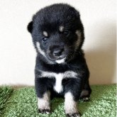 柴犬(豆柴)