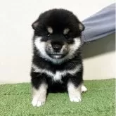 豆柴