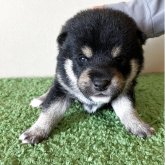 柴犬(豆柴)