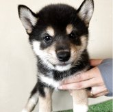柴犬(豆柴)