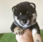 柴犬(豆柴)