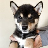 柴犬(豆柴)