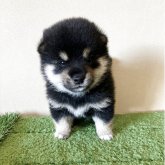 柴犬(豆柴)