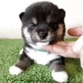 豆柴