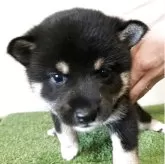 豆柴