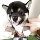 豆柴