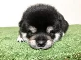 豆柴【三重県・男の子・2025年6月13日・黒色】の写真3