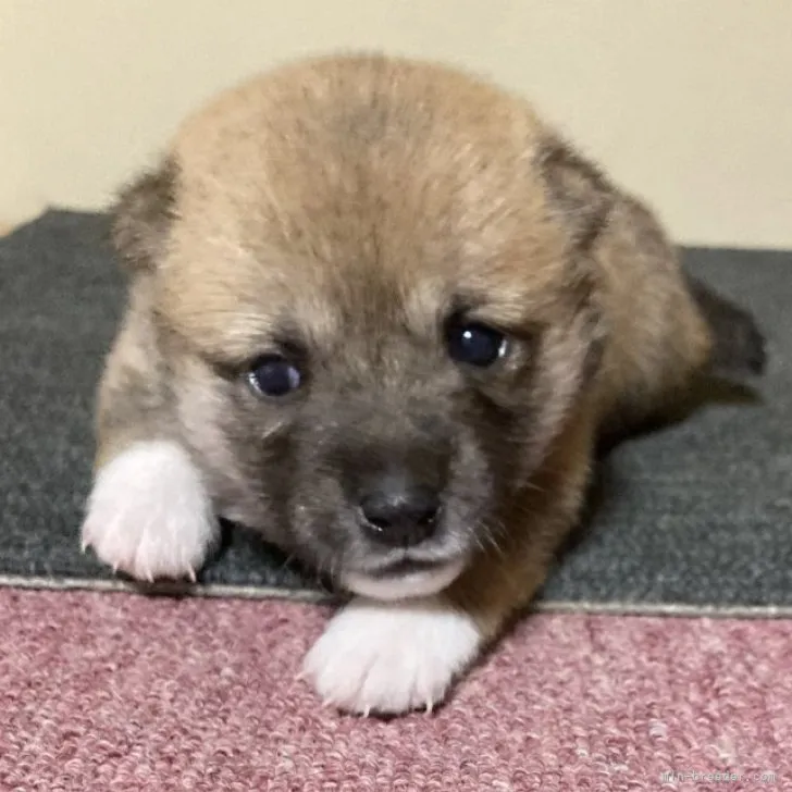 ID：2307-02921の子犬