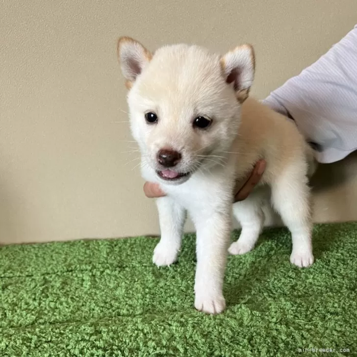 ID:2407-08231の子犬