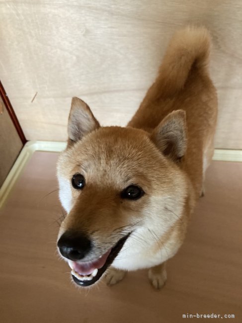 柴犬【・女の子・2021年5月8日・赤】