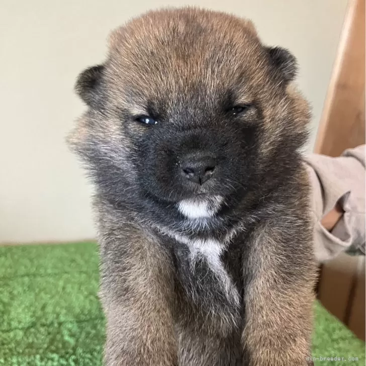 ID：2404-06265の子犬