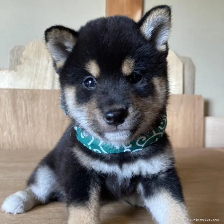 ID：2209-04200の子犬