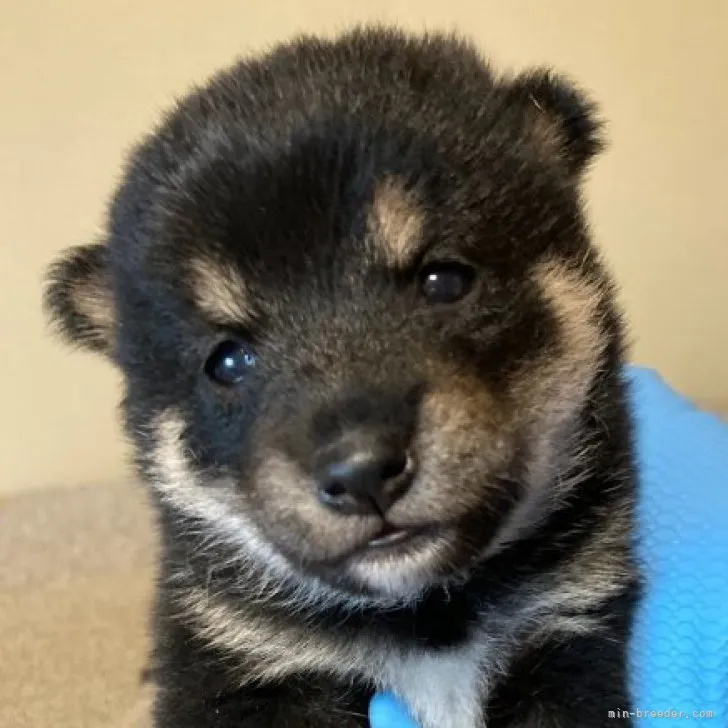 ID:2303-02753の子犬