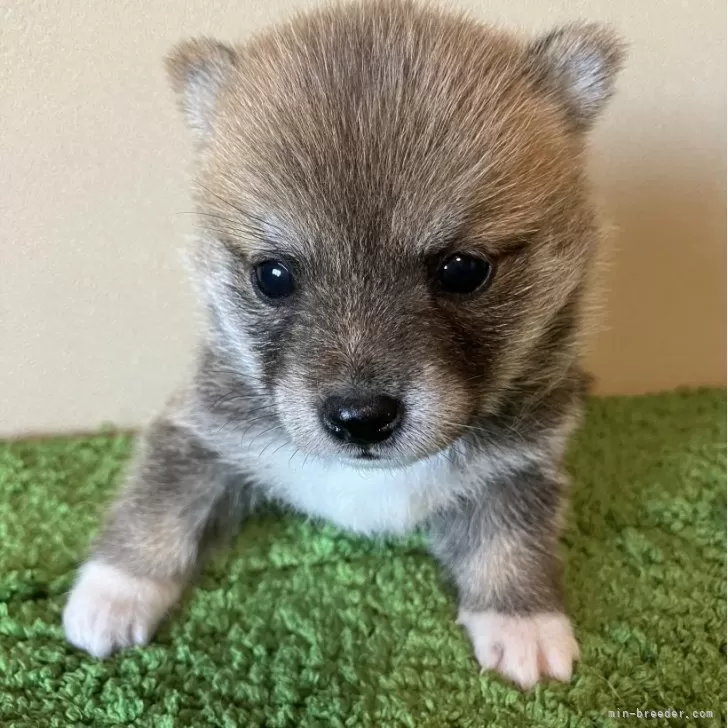 ID：2407-04049の子犬