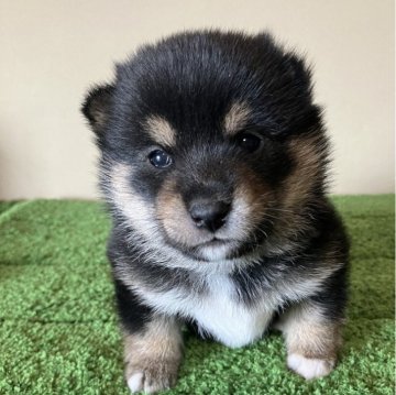 柴犬(豆柴)【三重県・男の子・2024年3月17日・黒色】の写真「ムチコロで可愛らしい男の子です！」