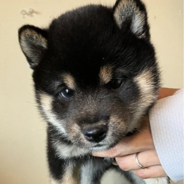 柴犬(豆柴)【三重県・男の子・2024年4月27日・黒色】の写真「ムチコロで可愛らしい男の子です！」