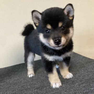 柴犬(豆柴)【三重県・女の子・2023年6月11日・黒色】の写真「とても小柄でコロコロ可愛らしいメスです。」
