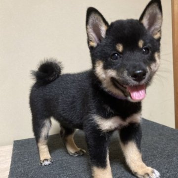 柴犬(豆柴)【三重県・女の子・2023年6月11日・黒色】の写真「元気いっぱい可愛らしいメスです。」