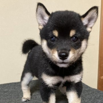 柴犬(豆柴)【三重県・男の子・2023年6月11日・黒色】の写真「とっても小柄で可愛らしいオスです。」
