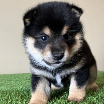 柴犬(豆柴)【三重県・男の子・2024年3月17日・黒色】の写真「ムチコロで可愛らしい男の子です！」