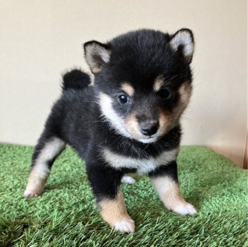 柴犬(豆柴)【三重県・女の子・2023年12月17日・黒色】の写真「極小で可愛らしい顔立ちですよ。」