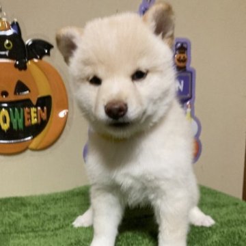 柴犬(豆柴)【三重県・女の子・2023年8月27日・白色】の写真「毛並みの綺麗な可愛らしいメスです！」