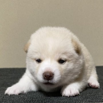 柴犬(豆柴)【三重県・女の子・2023年6月25日・白色】の写真「ふわふわもふもふの白のメスです。」