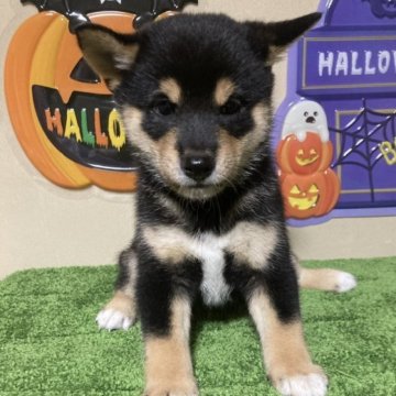 柴犬(豆柴)【三重県・男の子・2023年8月20日・黒色】の写真「まるまるとした可愛らしい黒のオスです。」