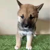 柴犬(標準サイズ)【三重県・男の子・2024年4月9日・赤色】の写真1