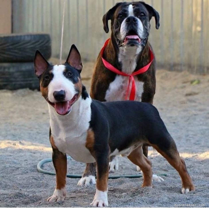 ナタリヤマニコブリーダー