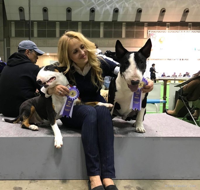 ナタリヤ　マニコ(なたりや　まにこ)ブリーダー(千葉県・ミニチュアブルテリアなど・JKC登録)の紹介写真2