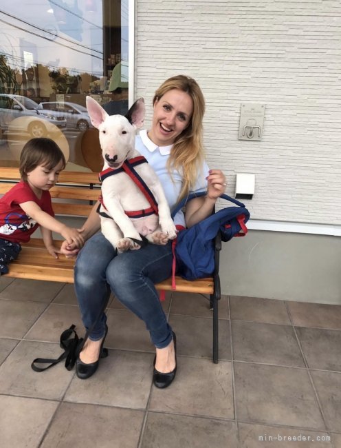 ナタリヤ　マニコ(なたりや　まにこ)ブリーダー(千葉県・ミニチュアブルテリアなど・JKC登録)の紹介写真4