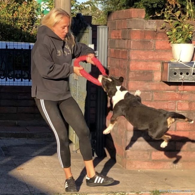 ナタリヤ　マニコ(なたりや　まにこ)ブリーダー(千葉県・ミニチュアブルテリアなど・JKC登録)の紹介写真5