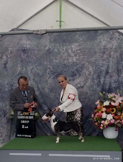 ナタリヤ　マニコ(なたりや　まにこ)ブリーダー(千葉県・ミニチュアブルテリアなど・JKC登録)の紹介写真6