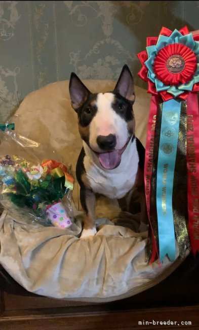 ナタリヤ　マニコ(なたりや　まにこ)ブリーダー(千葉県・ミニチュアブルテリアなど・JKC登録)の紹介写真9