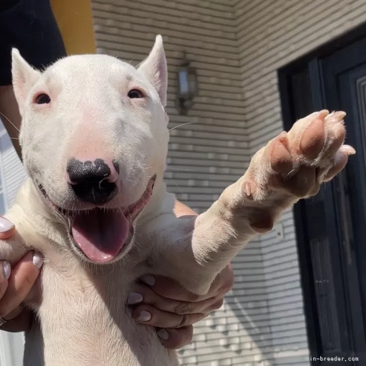 ミニチュアブルテリア【千葉県・女の子・2025年3月3日・ホワイト】の写真1