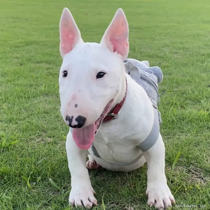 ミニチュアブルテリア【千葉県・男の子・2025年3月17日・ホワイト】の写真1