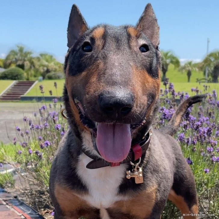 ブリーダー画像