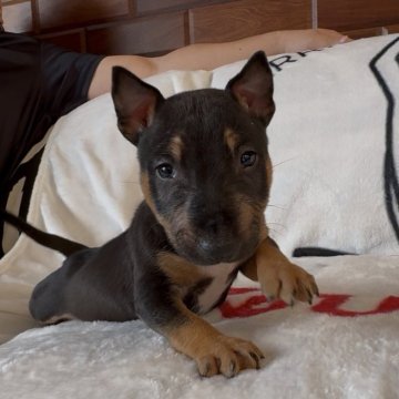 ミニチュアブルテリア【千葉県・男の子・2025年9月23日・レッドアンドホワイト】の写真「体のバランスが良く綺麗な形をしています」