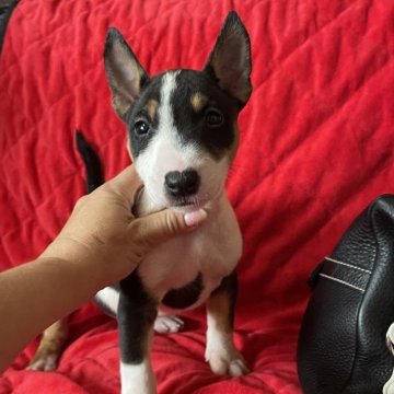ミニチュアブルテリア【千葉県・女の子・2025年8月26日・Черный загорелый и белый】の写真「体のバランスが良く綺麗な形をしています」