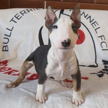 ミニチュアブルテリア【千葉県・女の子・2025年8月26日・ブラックタン&ホワイト】の写真「体のバランスが良く綺麗な形をしています」